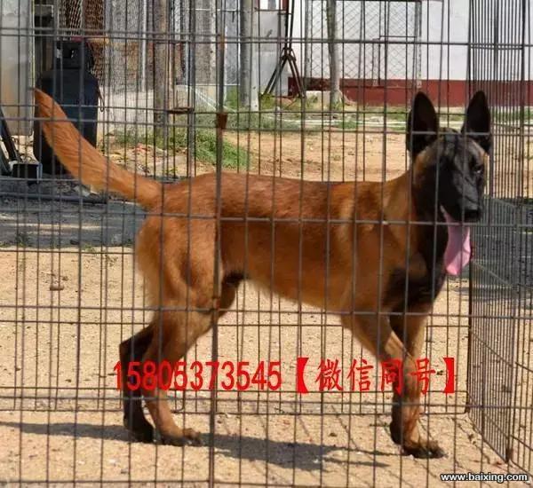 淮北工作犬繁育基地出售：精品马犬，东德（DDR）