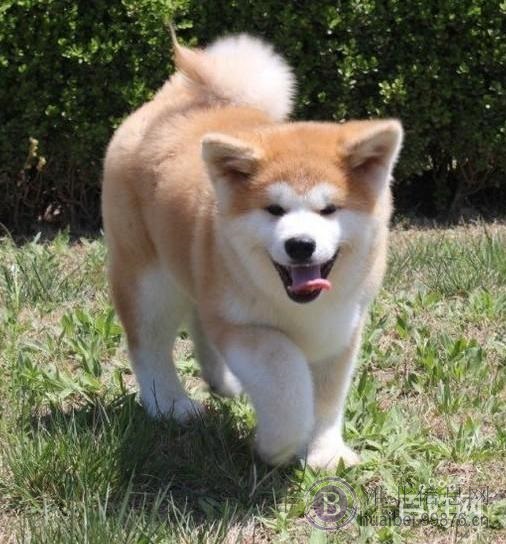 秋田犬；聪明忠诚的纯秋田犬可爱萌宠你的专属忠犬秋田
