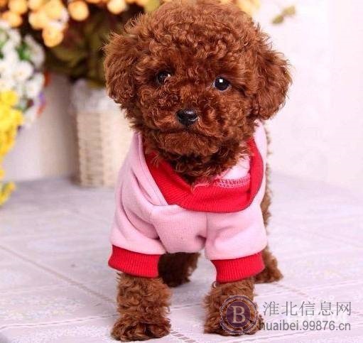 泰迪犬；泰迪幼犬贵宾小型犬玩具茶杯红白黑灰色宠物狗
